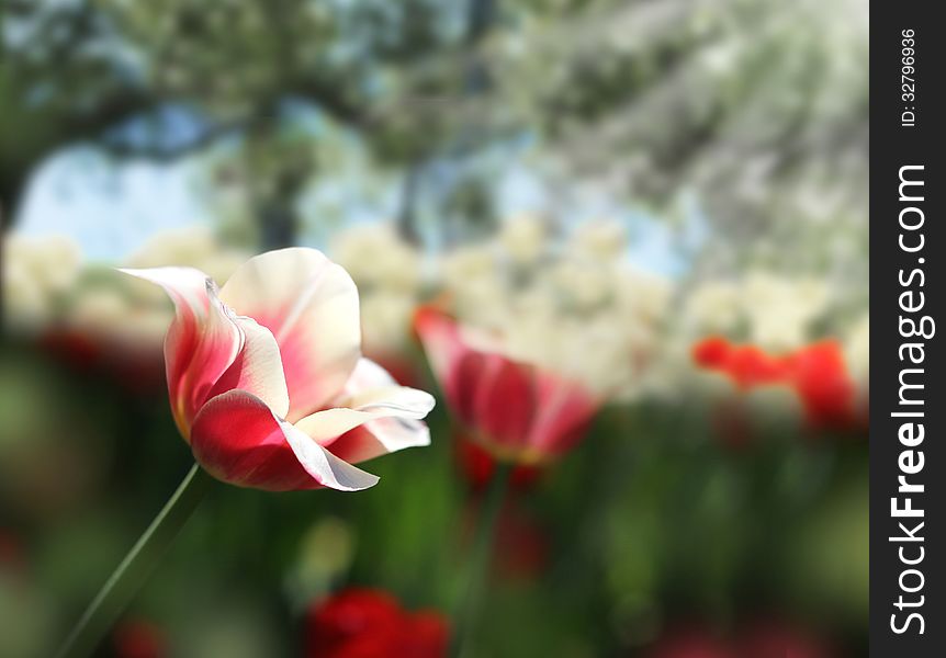 Sensitive red and white tulips on dark green spring garden background. Sensitive red and white tulips on dark green spring garden background