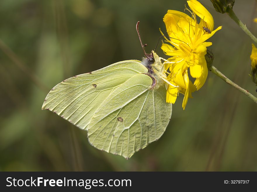 Gonepteryx rhamni - day butterfly from a family of pierids (Pieridae). Gonepteryx rhamni - day butterfly from a family of pierids (Pieridae).