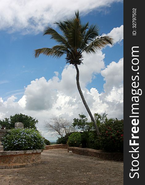 One palm tree, tropical scene -