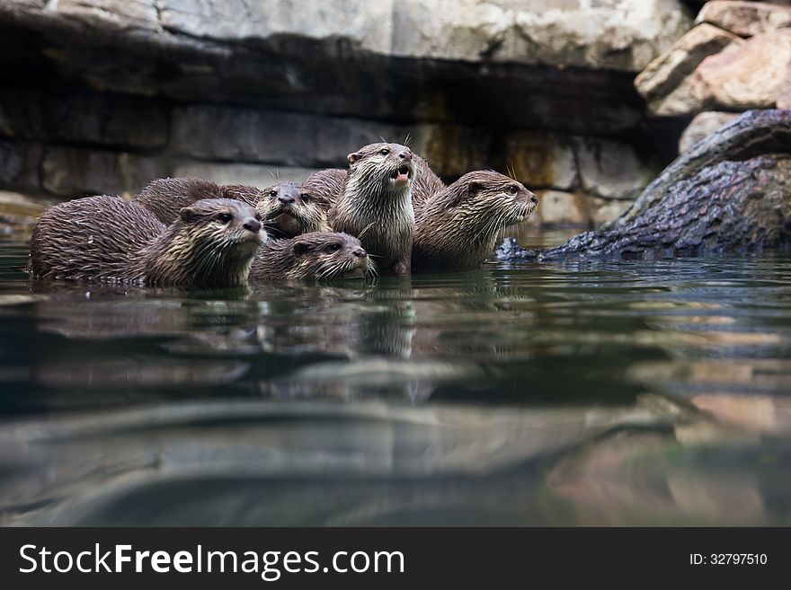 A group of five Oriental or Asian small-clawed otters captured in a zoo.