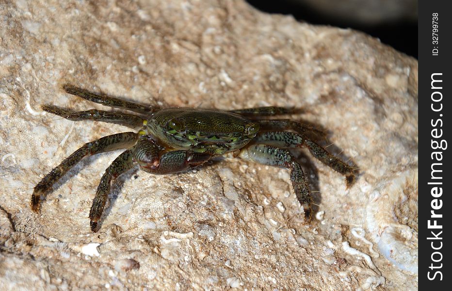 Crab (Pachygrapsus marmoratus Fabricius) feeding with shells from the rock