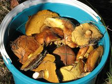 A Bucketful Of Mushrooms Royalty Free Stock Photos A Bucketful Of Mushrooms Royalty Free Stock Photos