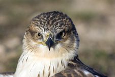 Red Tailed Hawk Stock Photography