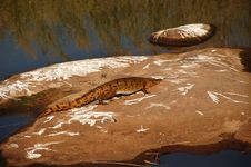 Crocodile Leaving River Stock Images Crocodile Leaving River Stock Images