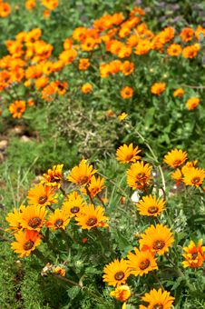 Field Of Orange Wild Flowers Stock Photos Field Of Orange Wild Flowers Stock Photos