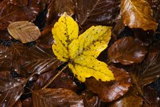 Yellow Leaf Stock Photos Yellow Leaf Stock Photos
