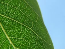 Macro Leaf Abstract Royalty Free Stock Photography