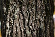 Free Bark Royalty Free Stock Photography - 3284617