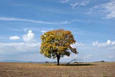 Lonely Tree Royalty Free Stock Photo Lonely Tree Royalty Free Stock Photo