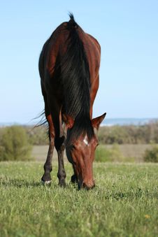 Horse Royalty Free Stock Photo Horse Royalty Free Stock Photo