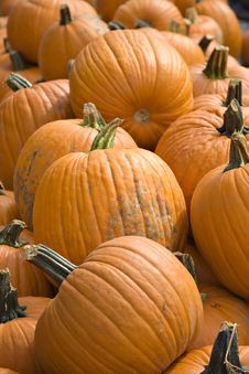 Pumpkins For Sale Stock Photo Pumpkins For Sale Stock Photo