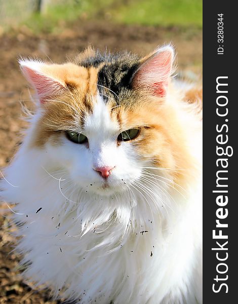 Image of a cat from my collection of cat stock pet images. Image of a cat from my collection of cat stock pet images