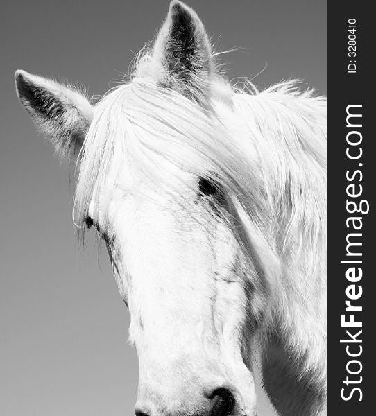 A portrait of a gorgeous white draft horse. A portrait of a gorgeous white draft horse