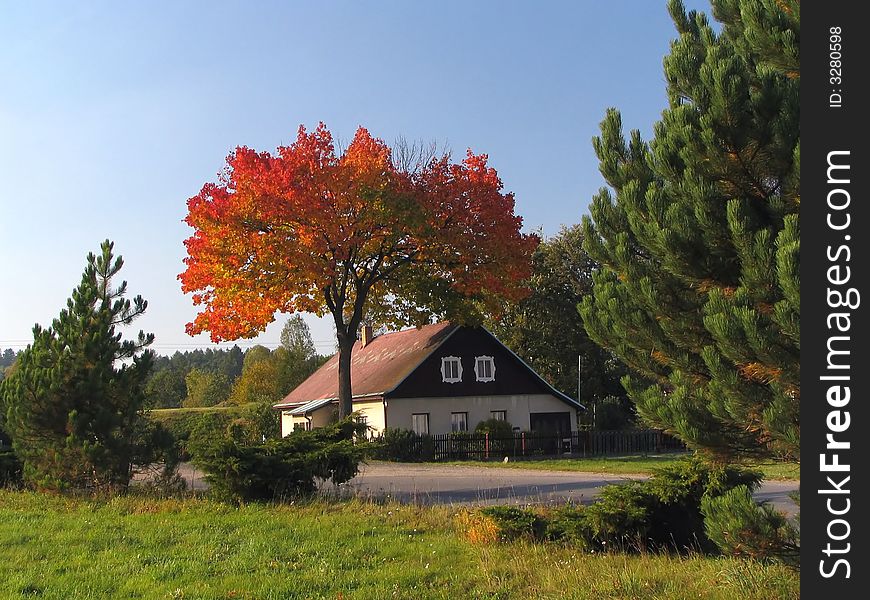Nice coloured tree in autumn