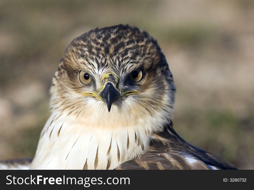 Close up of a red tailed hawk in a field