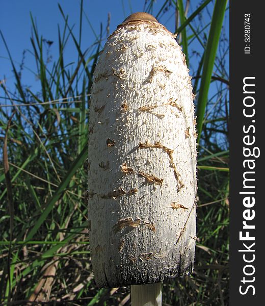 A tall mushroom in the grass. A tall mushroom in the grass