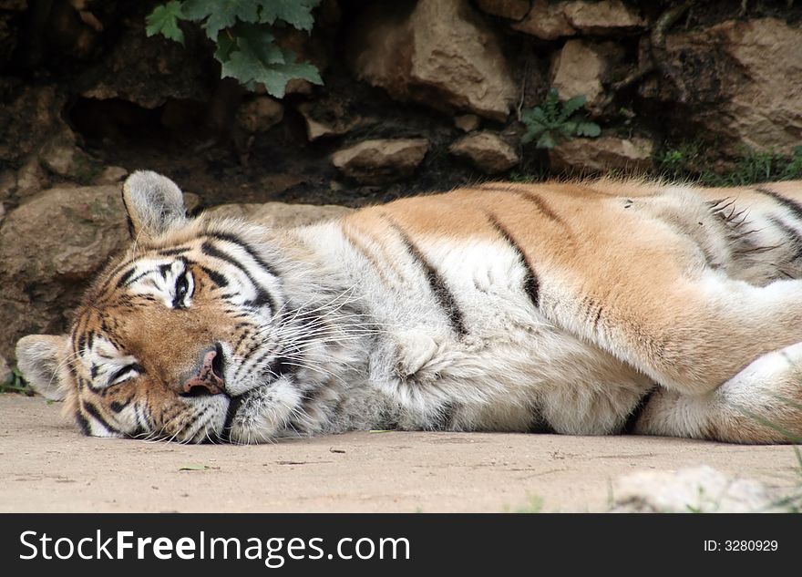 Tiger laying on the ground with its eyes half closed.