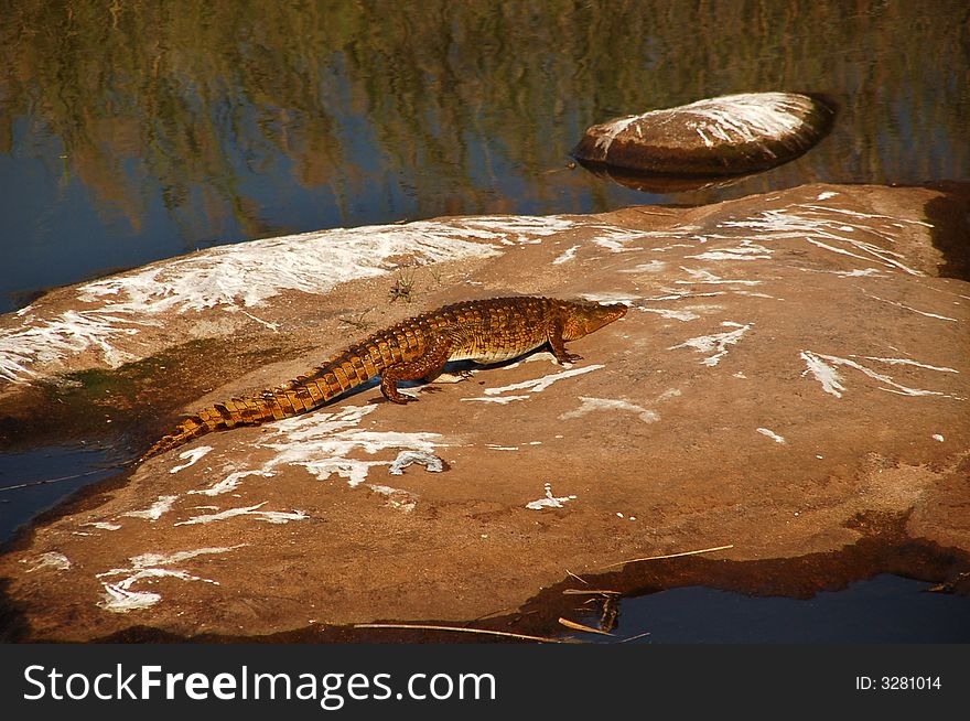 Crocodile leaving river - South Africa - Kruger National Park