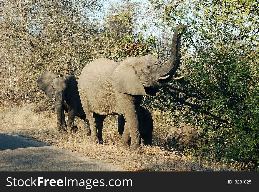 Elephants eating by road