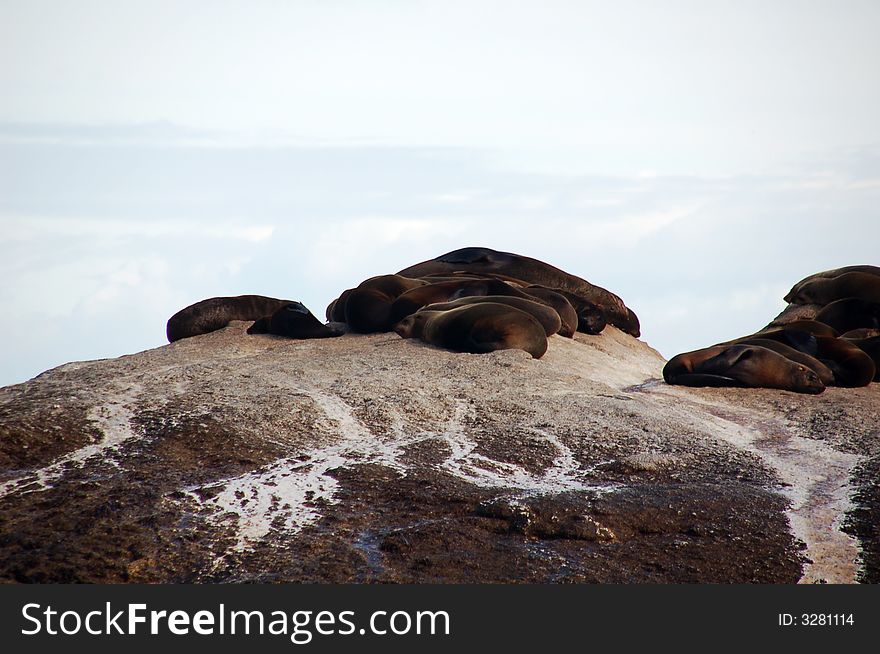 Seals sleeping on rocks