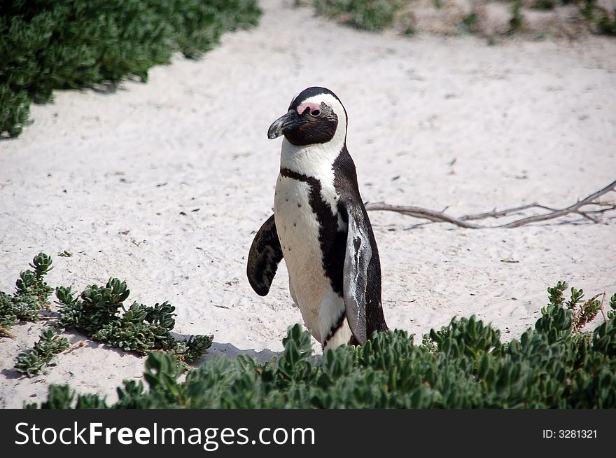 Penguin walking on the beach - South Africa. Penguin walking on the beach - South Africa