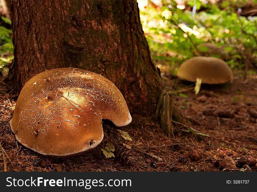 Unusual Mushroom
