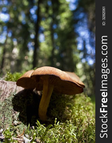 Mushroom grows on a stump