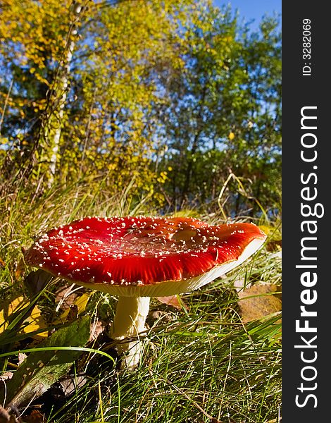 Fly agaric in atumn forest
