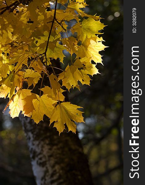 Maple leaves in autumn colors