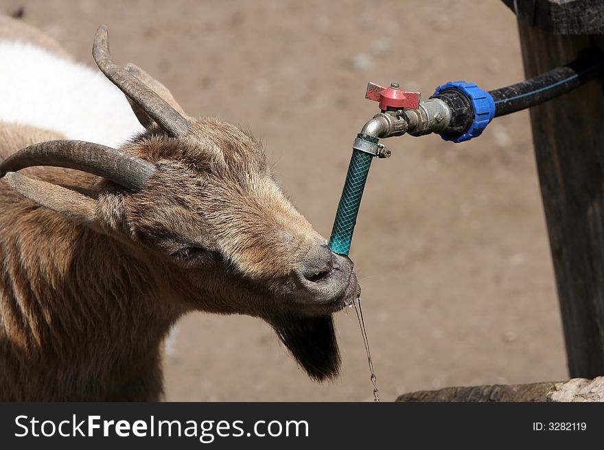 Goat drinking from faucet in zoological garden