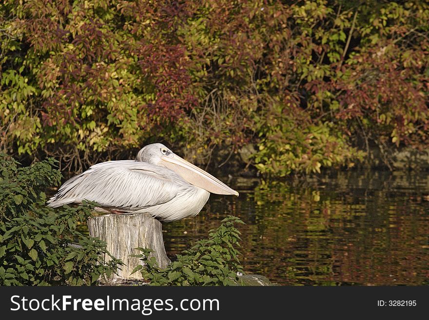 Pelican