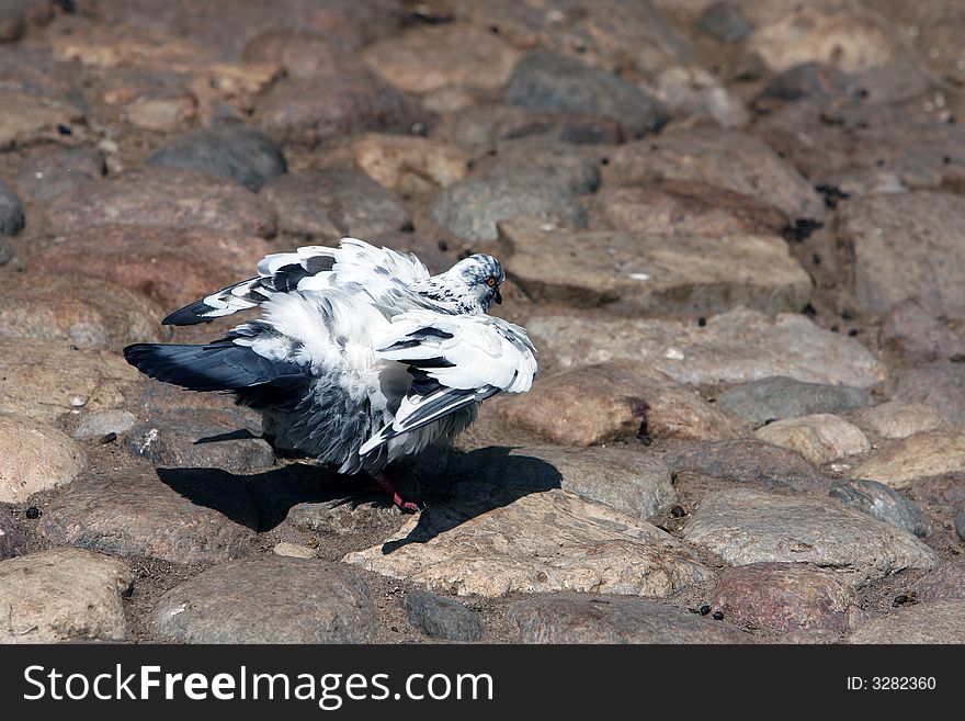 Mottled dove sitting on the stones