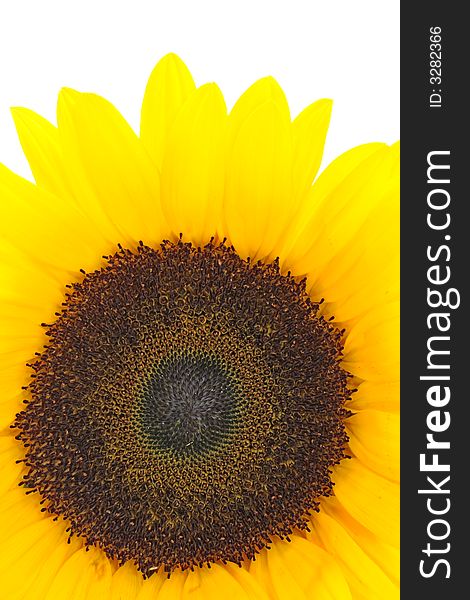 Yellow  sunflower on a white background