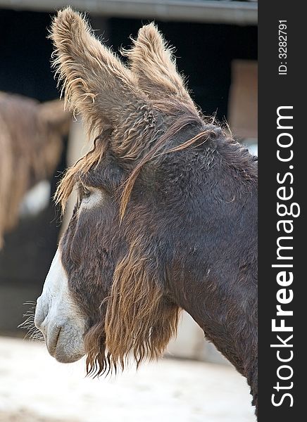 Poitou`s  Donkey in its enclosure. Poitou`s  Donkey in its enclosure