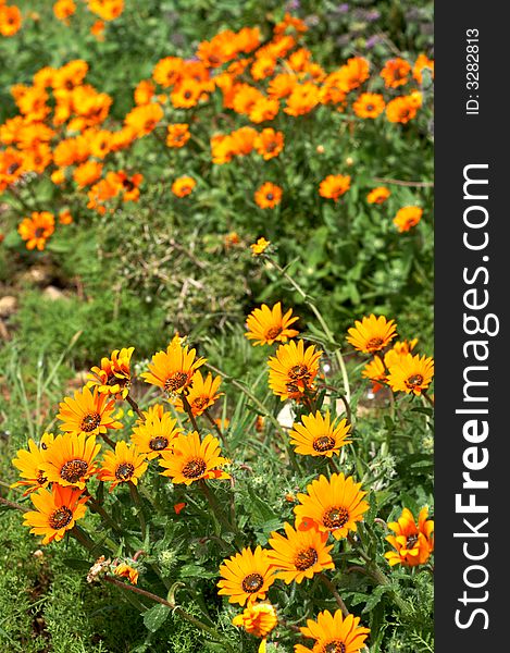 Field of orange wild flowers