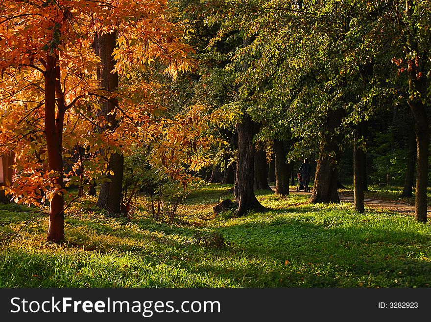 Colorful park alley in autumn. Colorful park alley in autumn