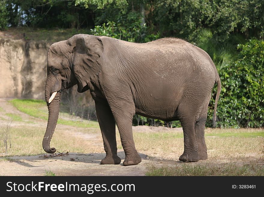 Africa Elephant, taken in Miami Zoon 2006