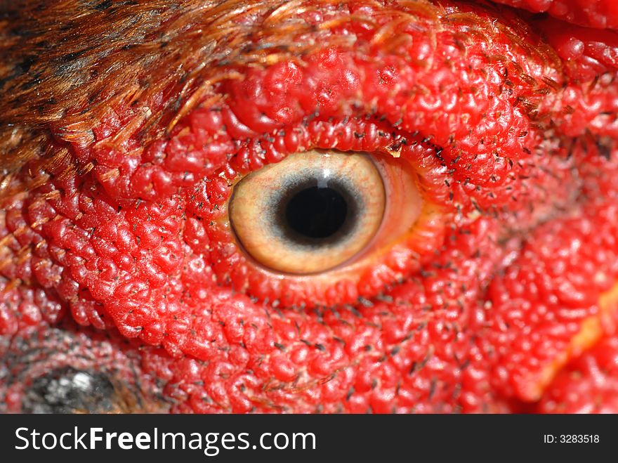 Macro photo of rooster eye