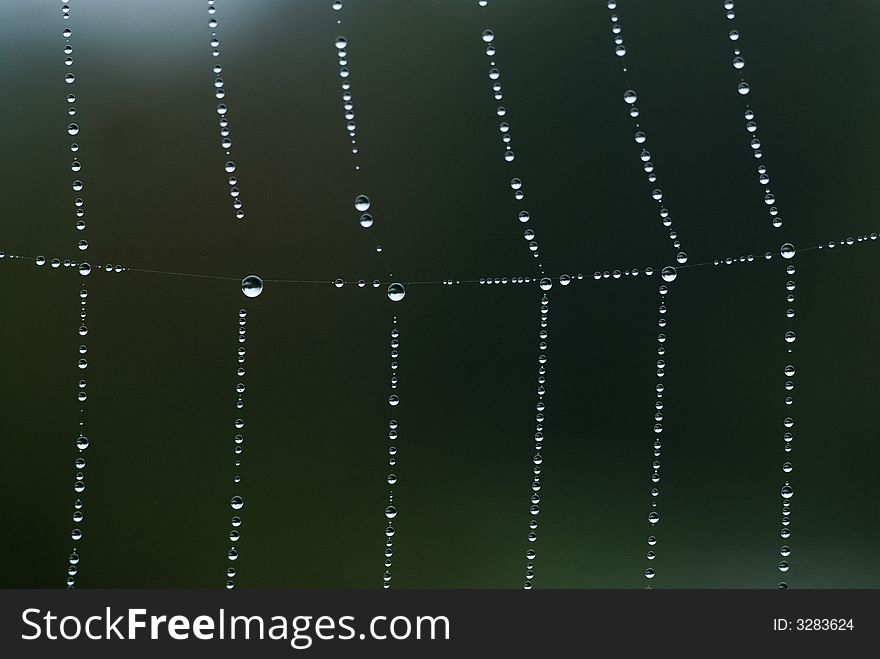 Spider net detail on a misty morning