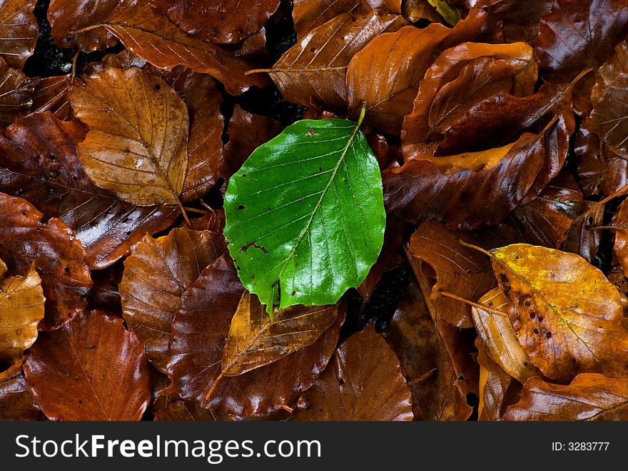 Green leaf on a brown company