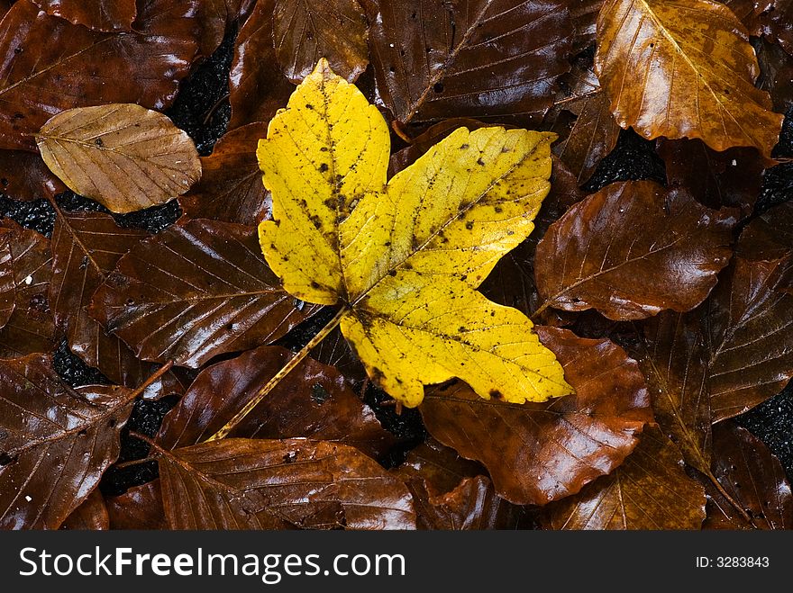 Yellow autumn leaf on a brown company. Yellow autumn leaf on a brown company