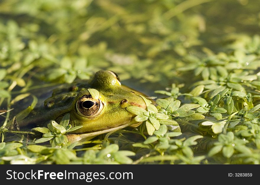 A green frog in a pond. A green frog in a pond