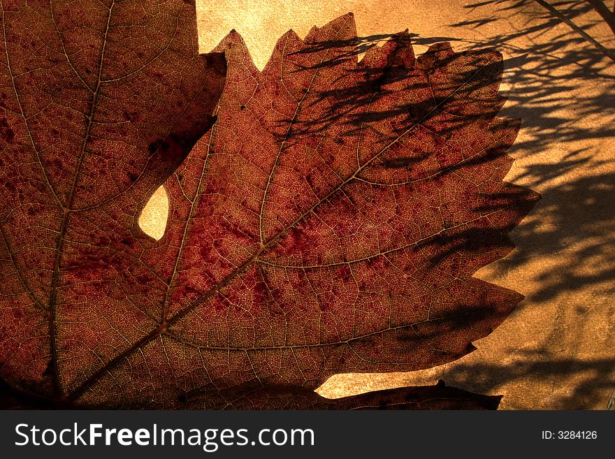 Autumn Grunge Background