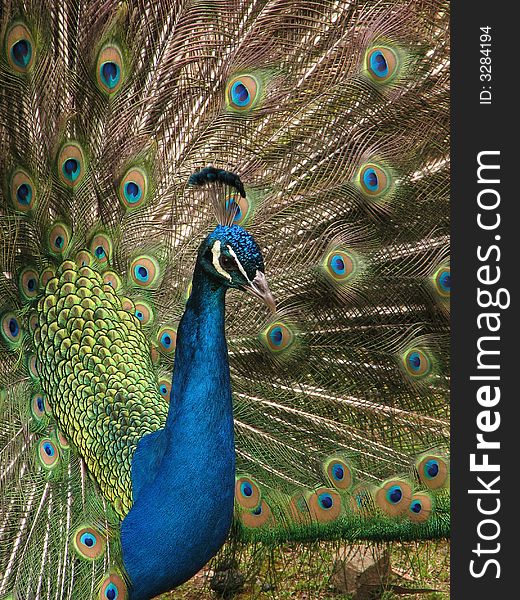 This proud Asiatic Peacock is showing off his beautiful plumes, and his vibrant array of colours. This proud Asiatic Peacock is showing off his beautiful plumes, and his vibrant array of colours