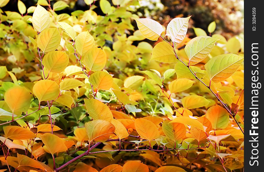 Plant with changing color in autumn. Plant with changing color in autumn