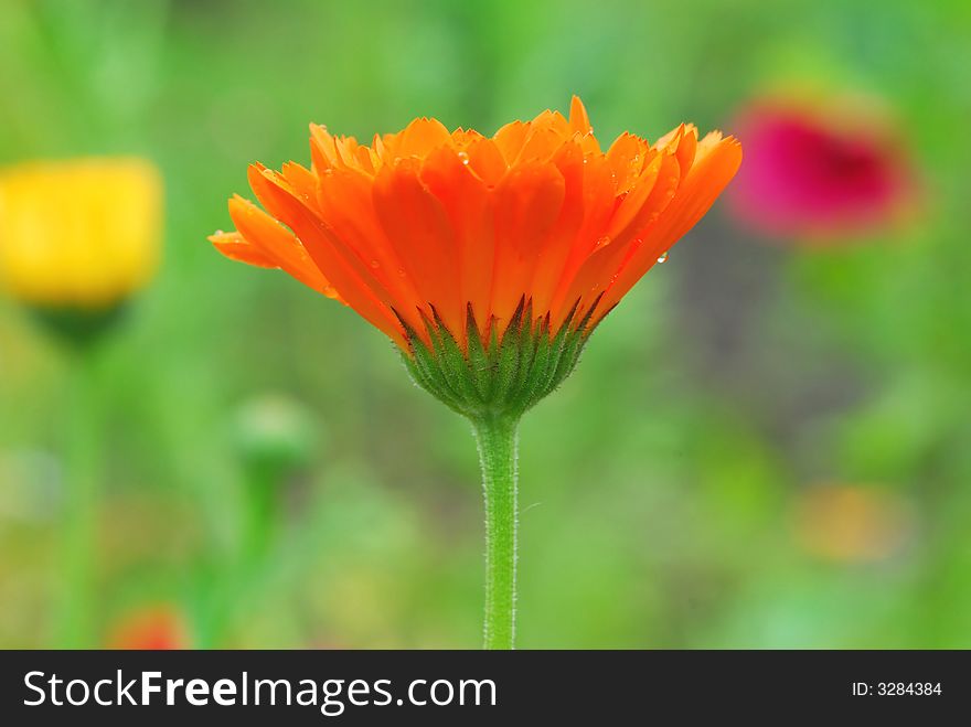 Orange gerber against natural blur background. Orange gerber against natural blur background