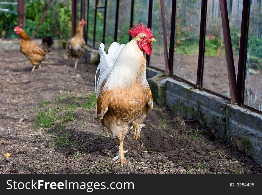 The costing on one leg and two hens on a background. The costing on one leg and two hens on a background