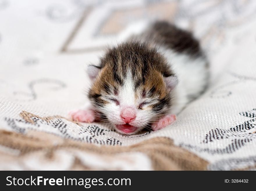 Very small blind kitten calls mum. Very small blind kitten calls mum