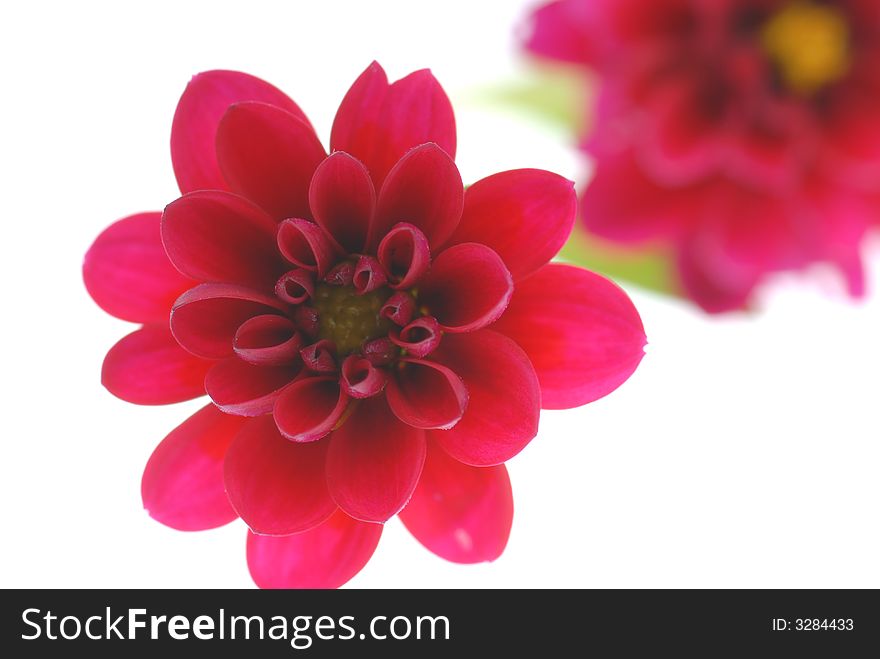 Red flowers on white background