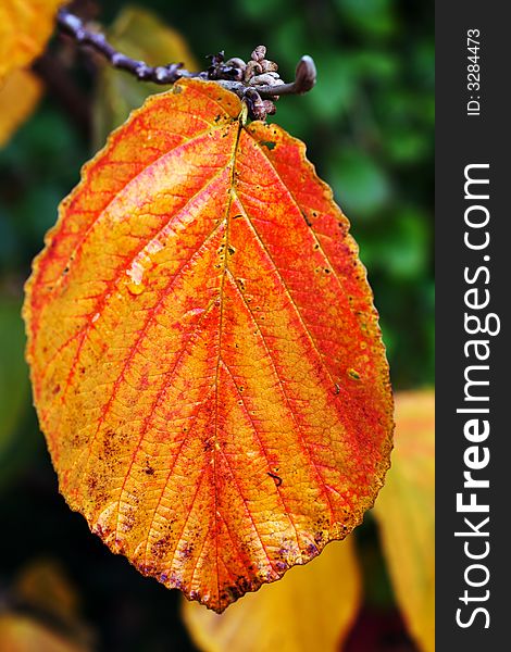 Single leaf in autumn colour, close-up